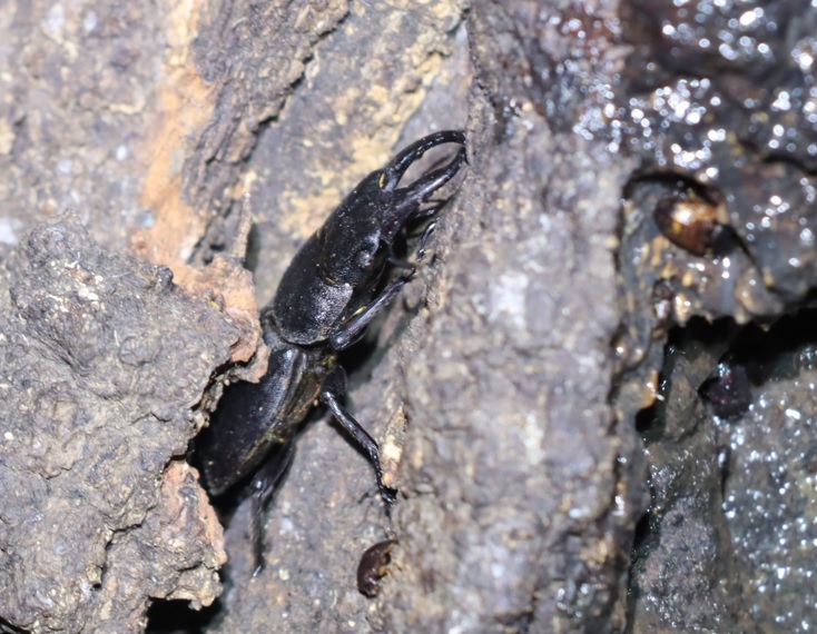 ヒラタクワガタ♂2匹目（38mm）-アングル2_No7のクヌギ_クワガタ達のオアシス_2023年7月19日19時35分 気温28.7度